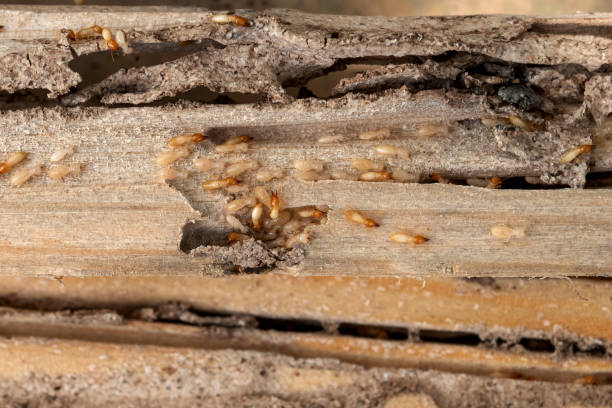 Best Residential Pest Control  in Shorewood, WI