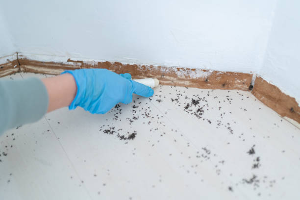 Best Local Pest Control Services  in Shorewood, WI